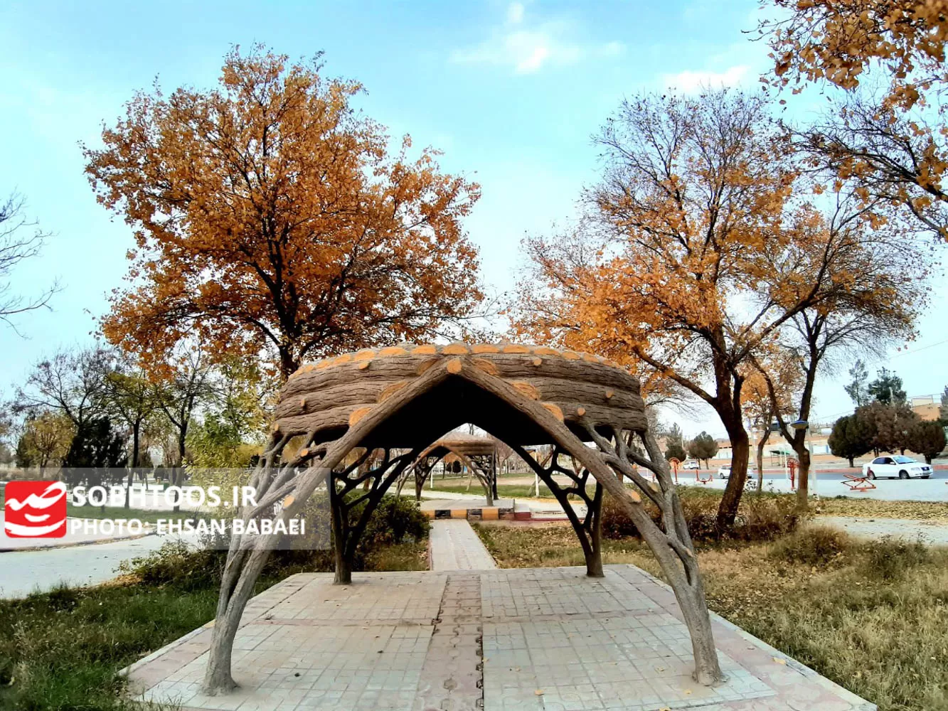زمستان خزانی سرخس