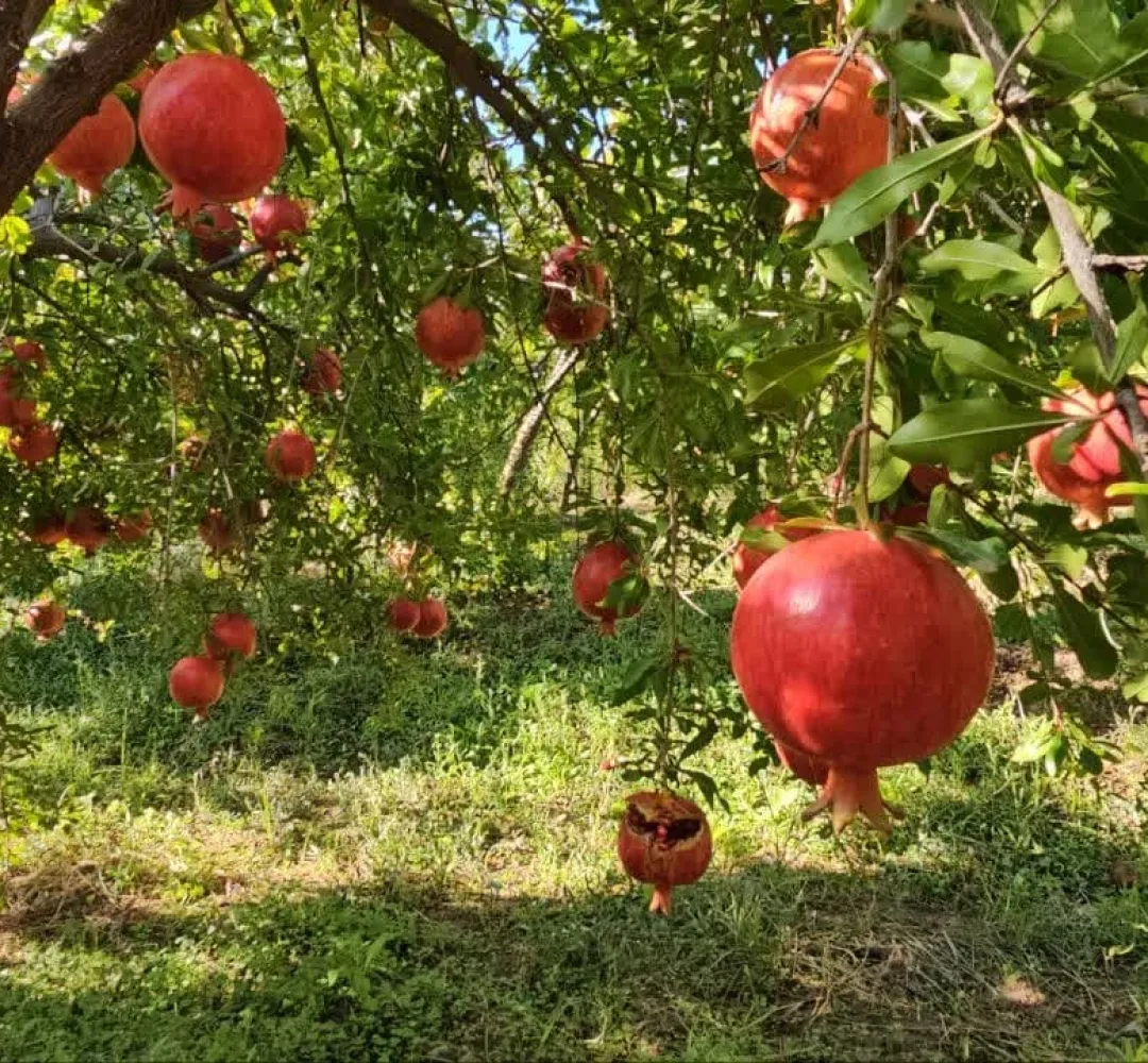 خودنمایی رنگ و طعم در باغهای انار خلیلآباد
