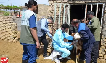 برگزاری اردوی جهادی دامپزشکی در کاشمر