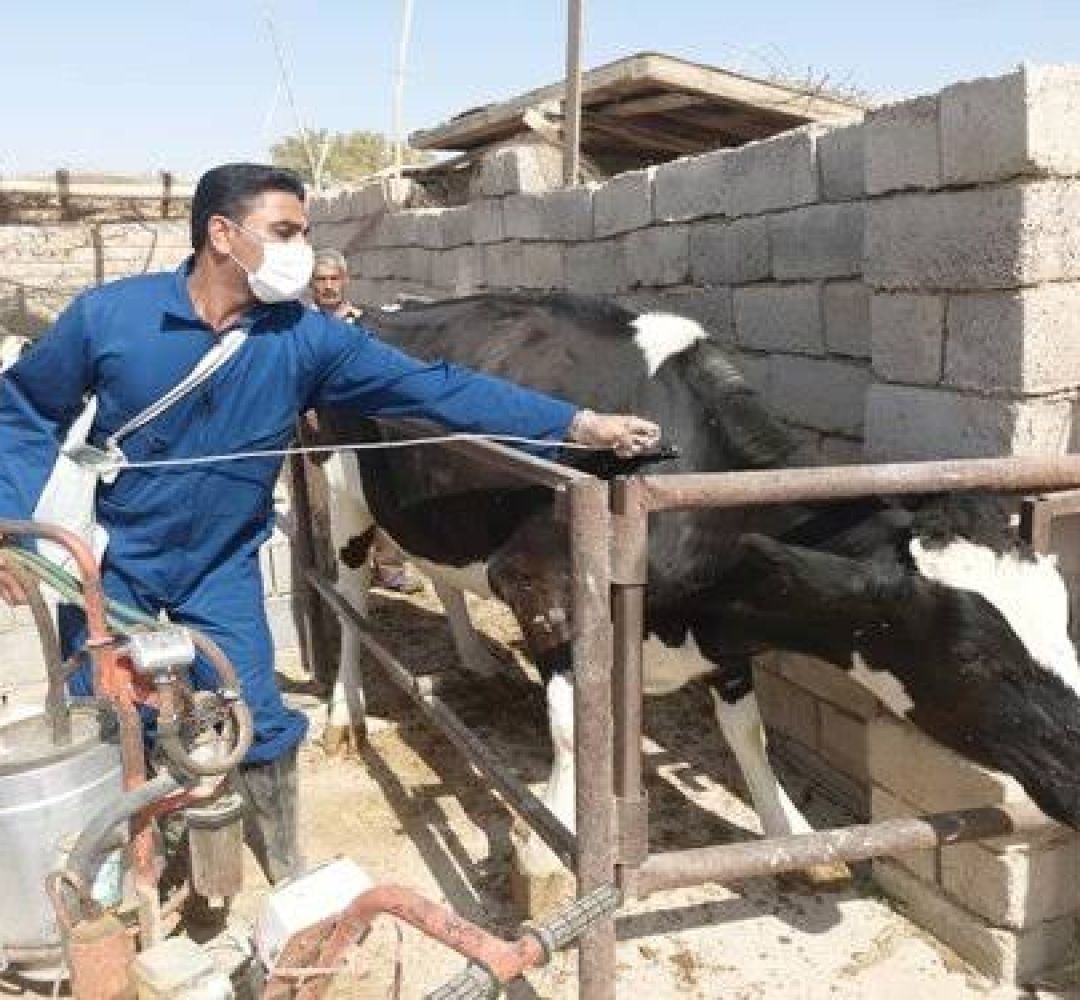 واکسیناسیون ۱۲۵ هزار رأس دام علیه تب برفکی