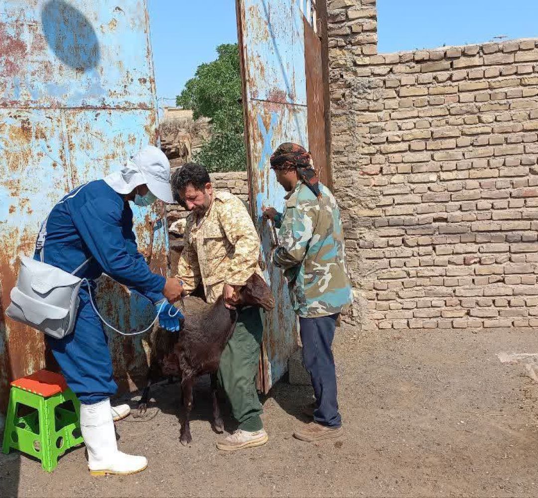 واکسیناسیون ۱۲۵ هزار دام علیه تب‌برفکی در سبزوار