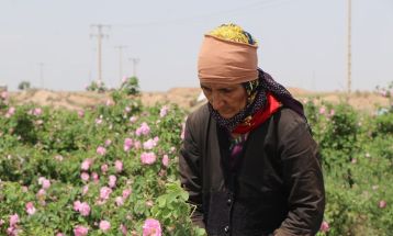 آغاز برداشت گل محمدی در تربت‌جام
