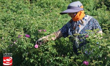 روزهای پایانی برداشت گل محمدی در گناباد