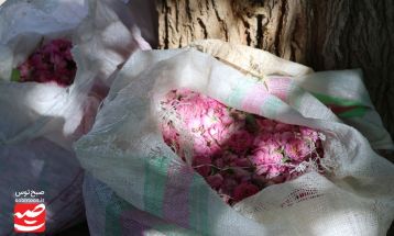 روزهای پایانی برداشت گل محمدی در گناباد