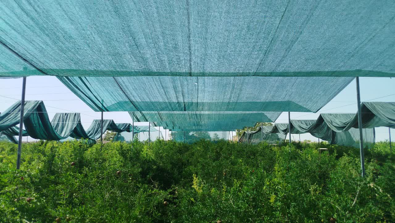 اجرای طرح سایبان درباغات انار بردسکن؛ گامی نو