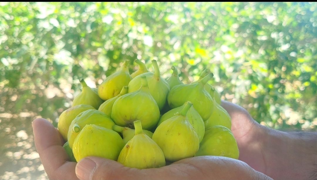 بردسکن پیشتاز تولید انجیر در خراسان رضوی