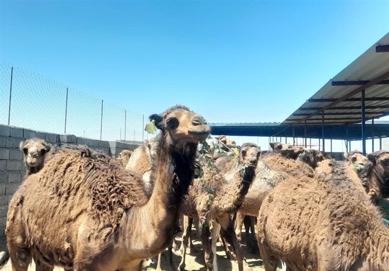 بردسکن قطب پرورش شتر در خراسان رضوی است