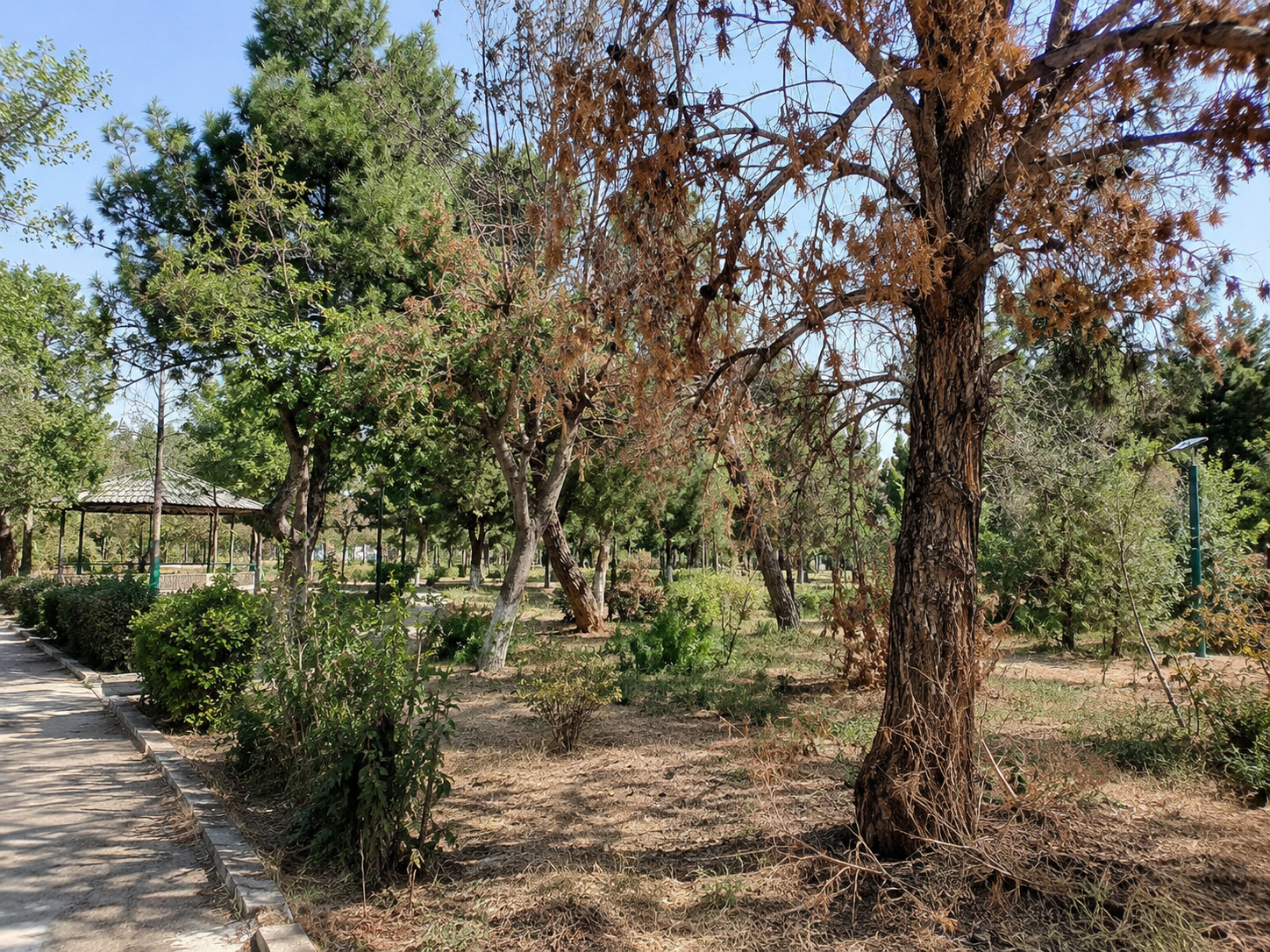 احیای پارک جنگلی شهید عظیمی تربت‌جام