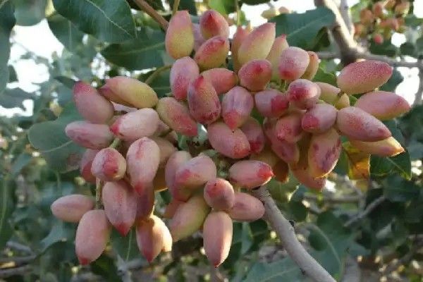 رونق بازار پسته بردسکن در گرو حذف واسطه‌ها