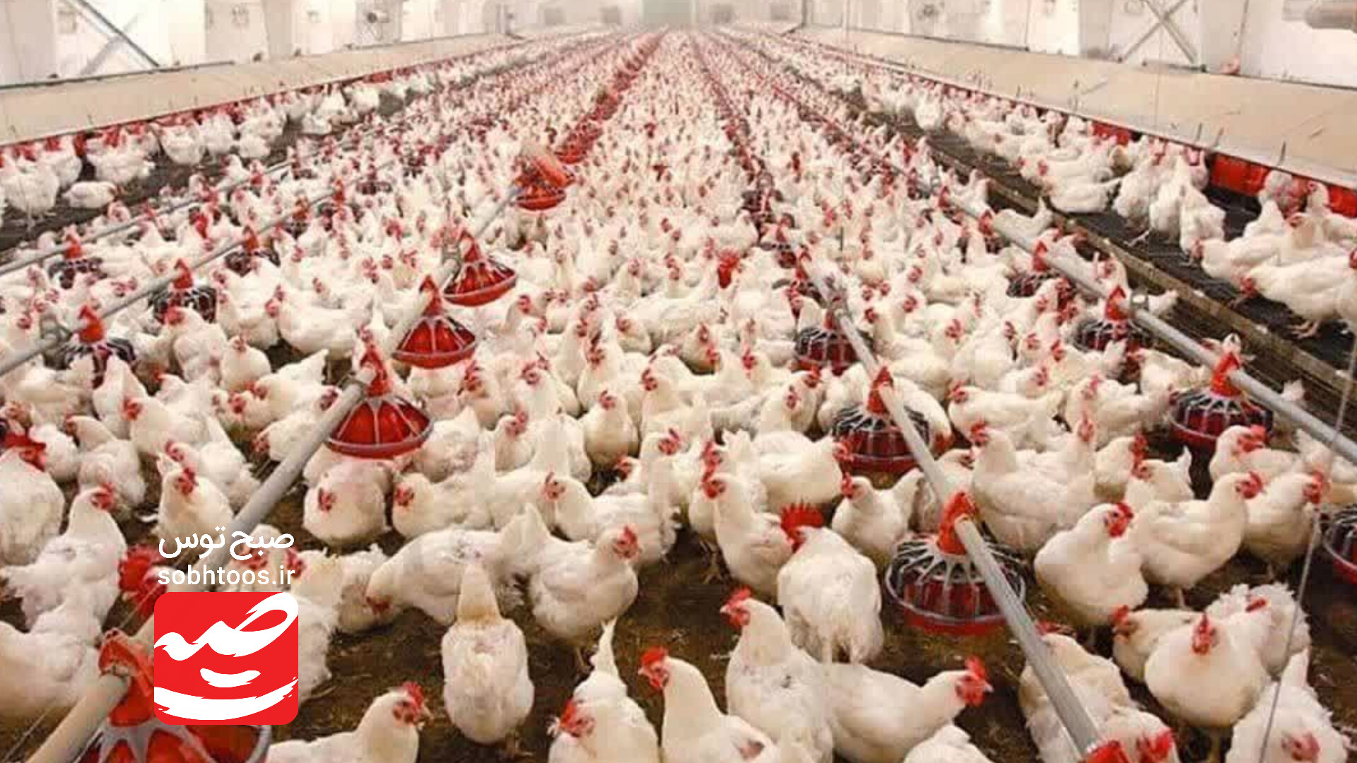 تأمین سوخت جایگزین واحدهای طیور ضرورت حیاتی است