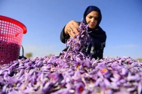 طلای سرخ فریمان زیر سایه دلالان
