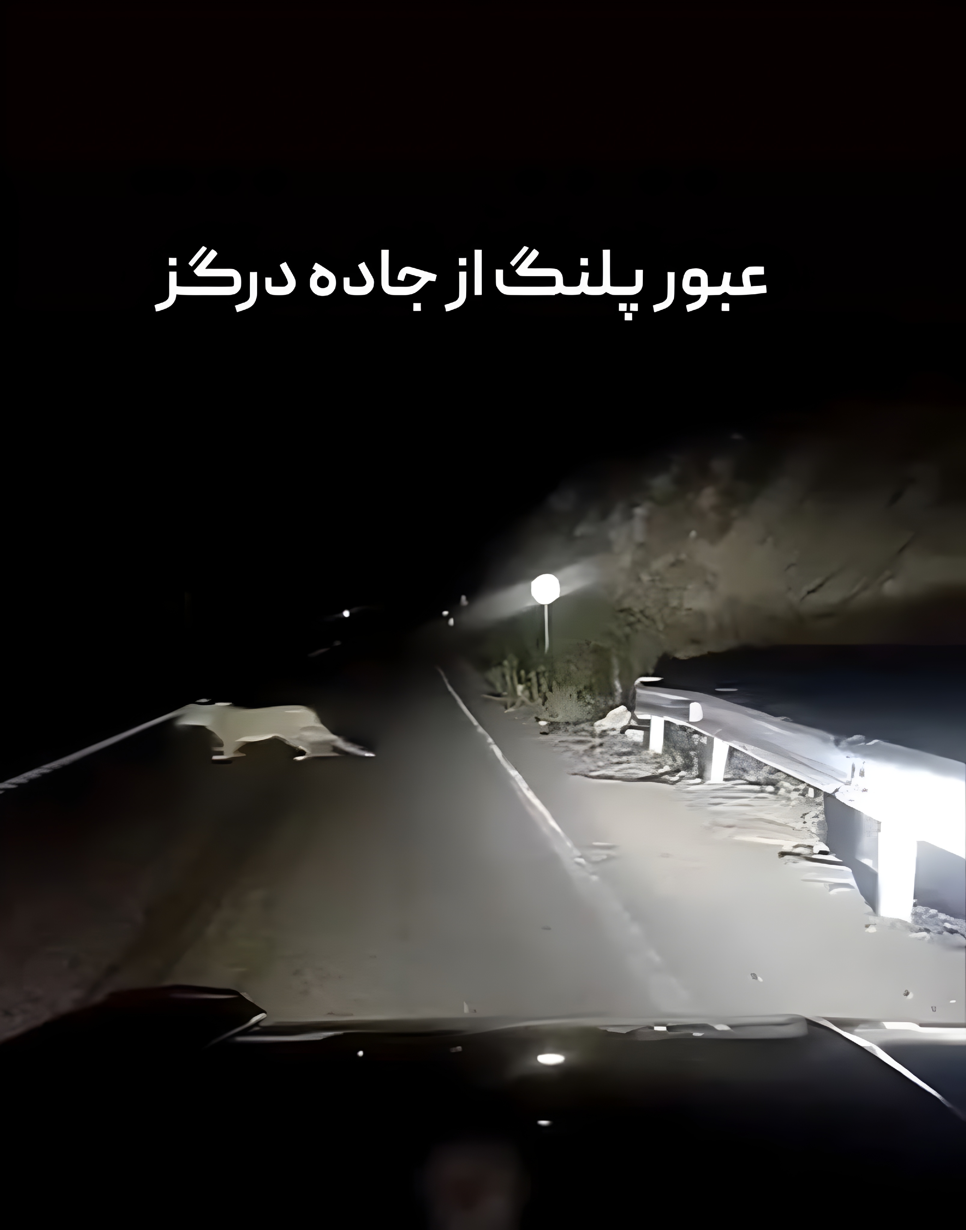 رانندگان محور جاده درگز مراقب عبور حیوانات باشند