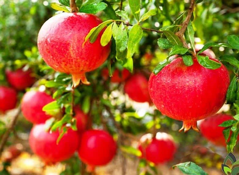 پیش‌بینی تولید ۳۵۰۰ تن انار در باغات داورزن