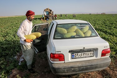 برداشت خربزه در تربت‌جام