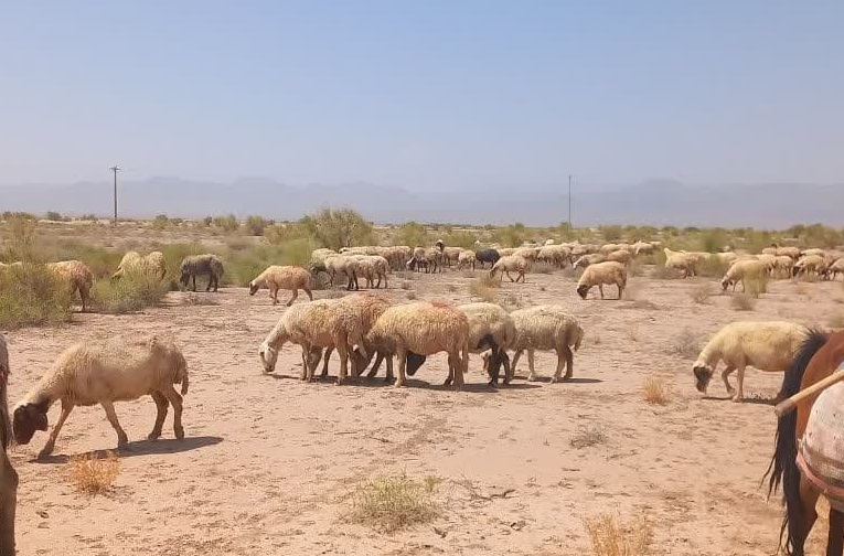 ۱۰۰ درصد اراضی ملی خلیل‌آباد ممیزی شد