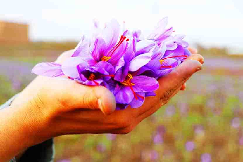 گیاهی با خاصیت‌های باورنکردنی در ایران
