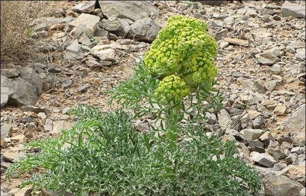 کاشت گیاه دارویی آنغوزه برای اولین‌بار در خلیل‌آباد