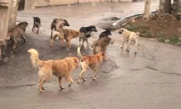 هجوم سگ‌های ولگرد به تربت‌جام