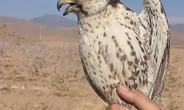 کشف یک بهله بالابان در رشتخوار