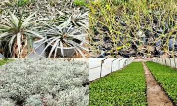 کاشت یک میلیون نهال گل در شهرداری سرخس