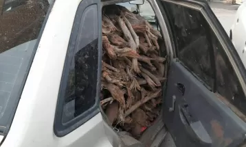 دستگيری متهمان سرقت درختان تاغ در نیشابور