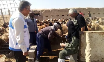 ۱۰۰ هزار راس دام در سرخس رایگان واکسینه می‌شوند