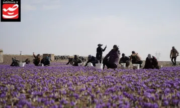 بازار زعفران را در چین و هندوستان گسترش می‌دهیم