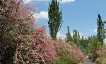 «صنوبر» نگین سرسبز منطقه تربت‌حیدریه را بشناسید
