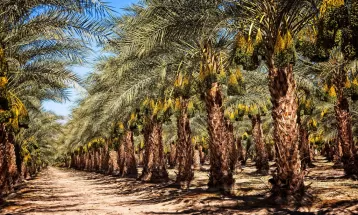 طبيعت علوی به سوگ علی(ع) نشست