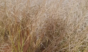 خسارات تگرگ و طوفان به مزارع کشاورزی رشتخوار