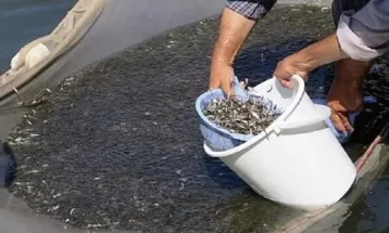 توزیع ۱۹ هزار قطعه بچه ماهی در کاشمر