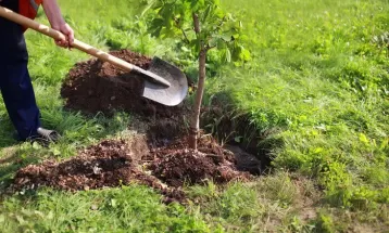 کاشت ۳ هزار درخت در روستای «جابوز» خلیل‌آباد
