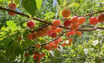 کدکن تربت‌حیدریه قطب تولید آلو در خراسان‌رضوی است