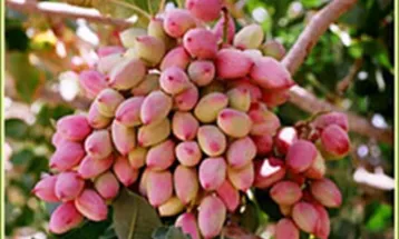 پیش‌بینی برداشت ۳۰هزار تن پسته از باغات گناباد
