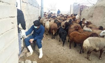 واکسیناسیون بیش از ۸۹ هزار رأس دام سبک و سنگین در فیروزه