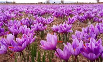 طلای سرخ ایران در تله خام‌فروشی است