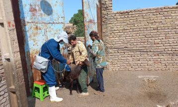واکسیناسیون ۱۲۵ هزار دام علیه تب‌برفکی در سبزوار