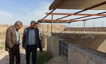 راه‌اندازی مجدد میدان عرضه دام زنده در گناباد