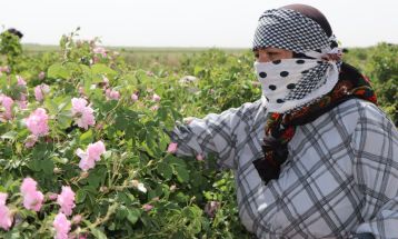 پیش‌بینی برداشت 70 تن گل محمدی در تربت‌جام
