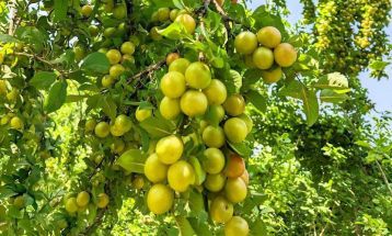 کاهش محسوس برداشت آلوچه در کدکن