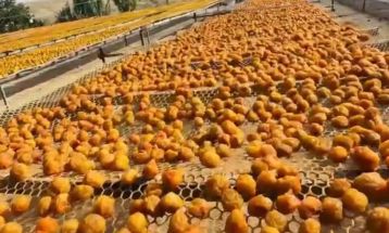 آلوی طرقبه‌ شاندیز رونق‌بخش اقتصادمحلی، محبوبیت بین‌المللی