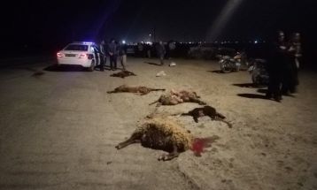 خسارت ۳۵۰میلیونی در تصادف با احشام در انابد
