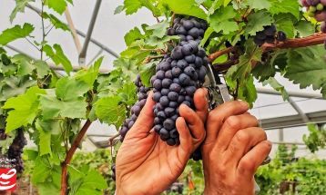 انگور بهاره، معجزه گلخانه‌های خلیل‌آباد