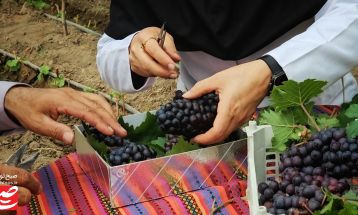 انگور بهاره، معجزه گلخانه‌های خلیل‌آباد
